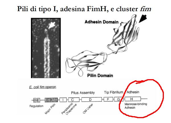 adesina legante il mannosio nell'operone e.coli.jpg