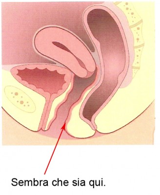 anatomia.jpg