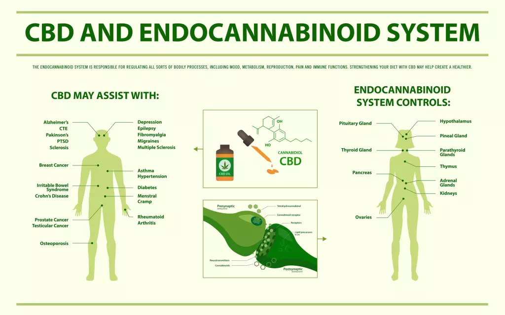 Sistema endocannabinoide