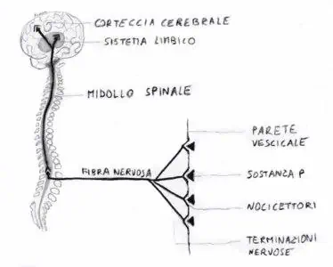 Sistema_nervoso